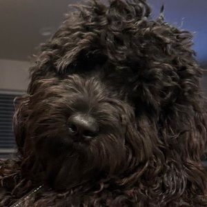 Meet your Posher, Jett